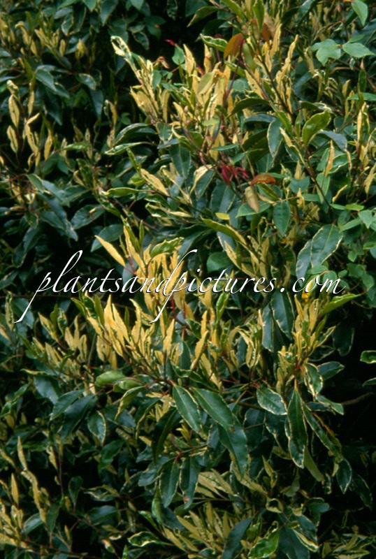 Prunus lusitanica ‘Variegata’