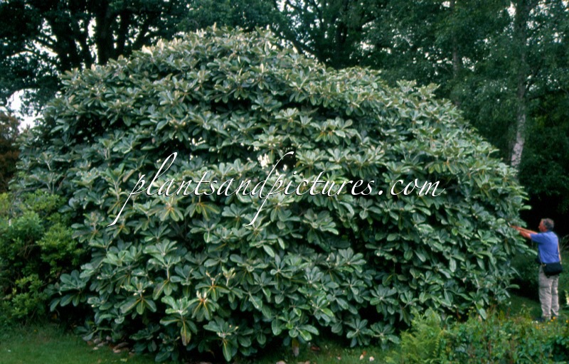 Rhododendron macabeanum