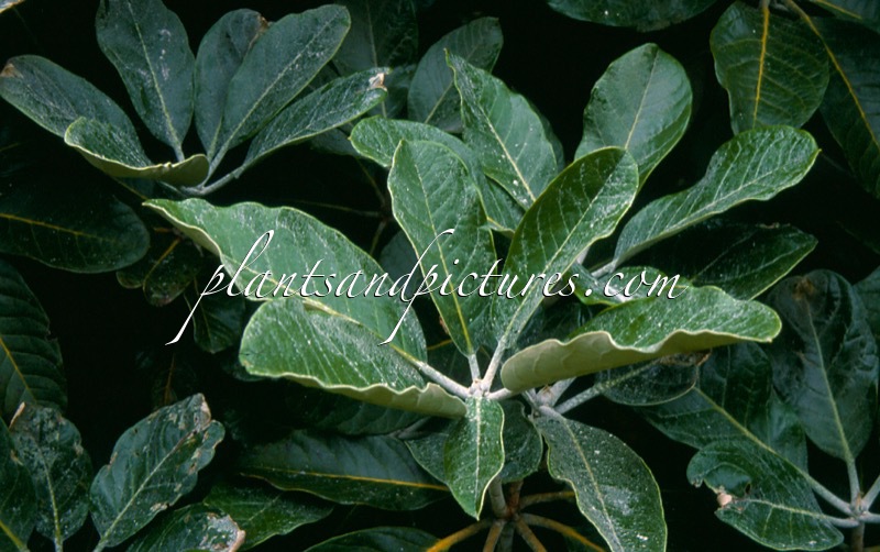 Rhododendron macabeanum