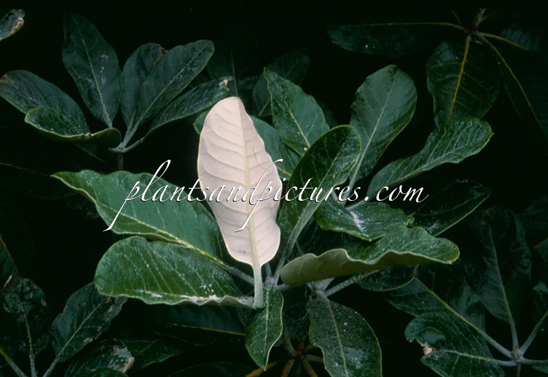 Rhododendron macabeanum