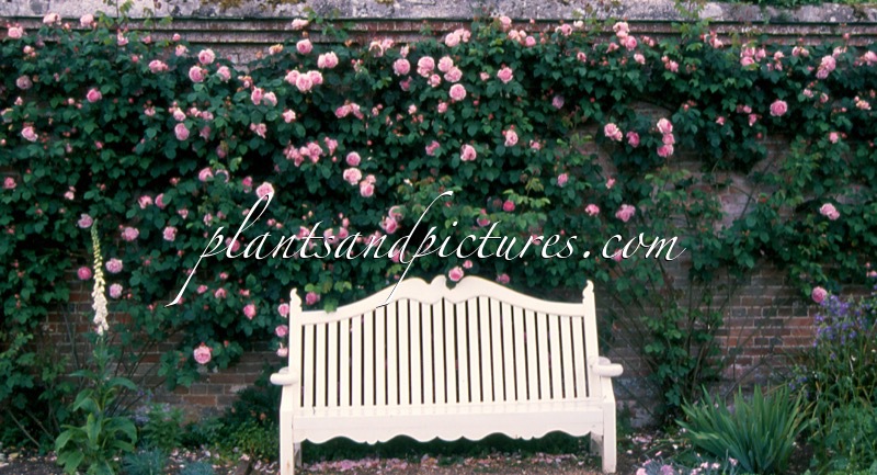 Rosa ‘Ausfirst’ (CONSTANCE SPRY)