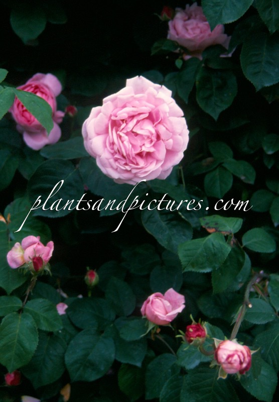 Rosa ‘Ausfirst’ (CONSTANCE SPRY)