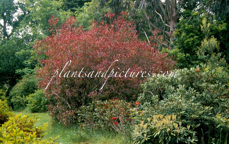 Rhododendron lutescens