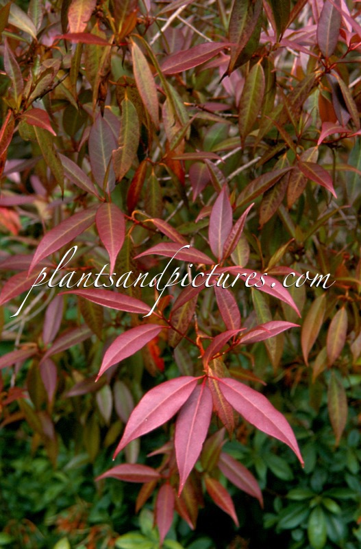 Rhododendron lutescens