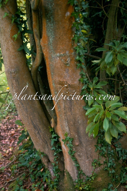 Trochodendron aralioides