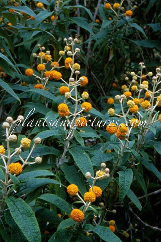 Buddleja globosa
