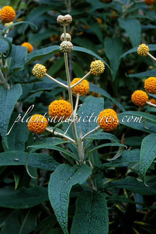 Buddleja globosa