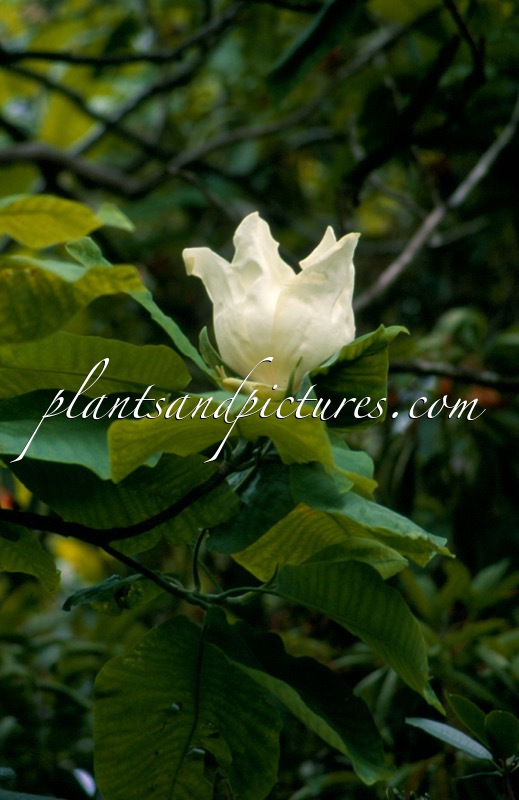 Magnolia macrophylla