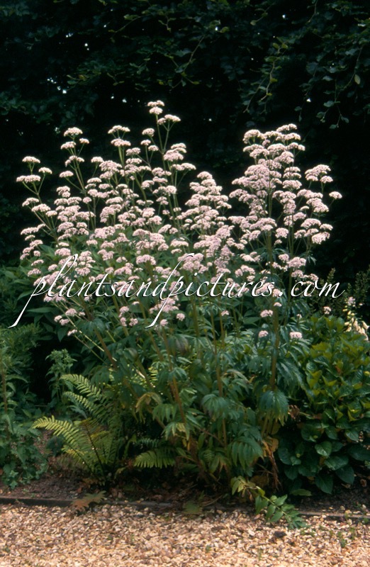 Valeriana officinalis