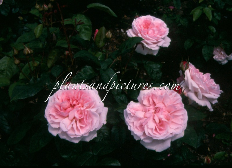 Rosa ‘Auspale’ (REDOUTE)