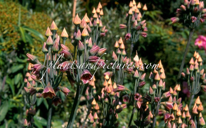 Nectaroscordum siculum subsp. bulgaricum