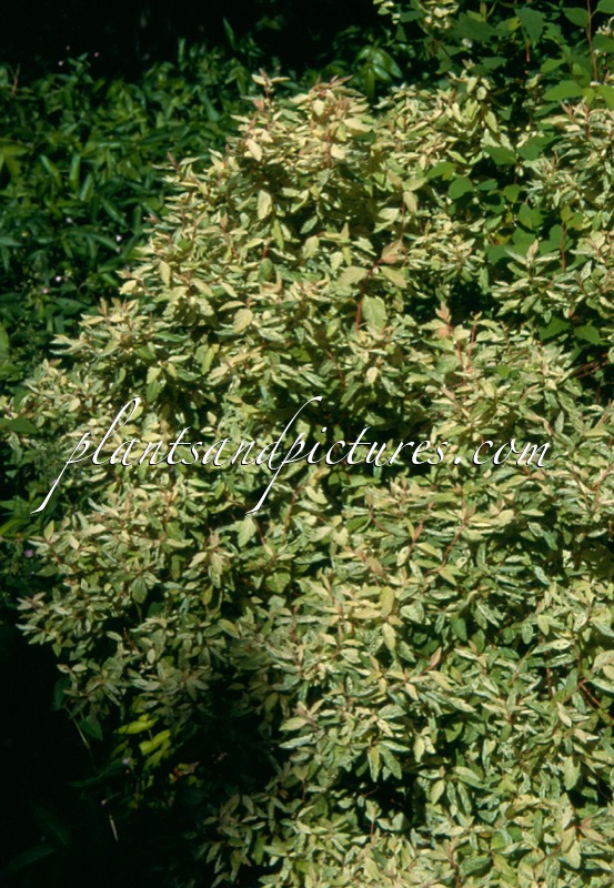Spiraea vanhouttei ‘Pink Ice’