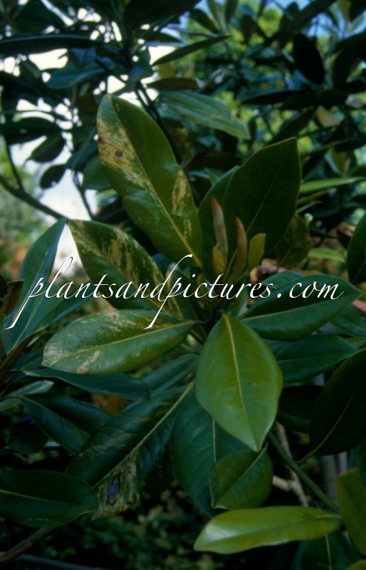 Magnolia grandiflora ‘Anne Pickard’