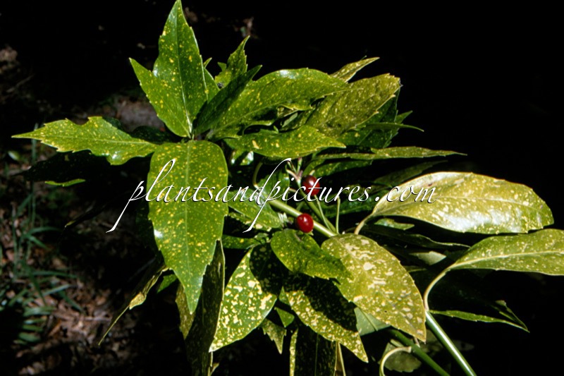Aucuba japonica ‘Gold Dust’