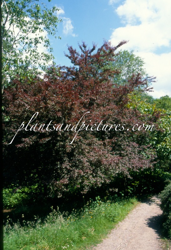 Prunus cerasifera ‘Hessei’