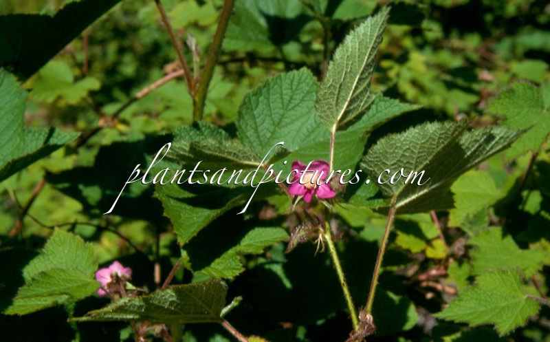 Rubus treudleri