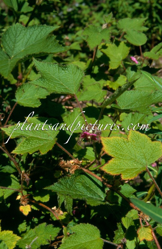 Rubus treudleri