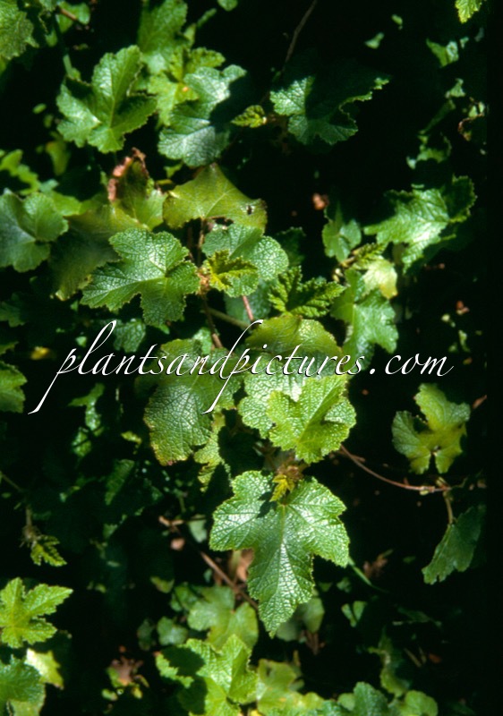 Rubus ‘Jermyns Jubilee’