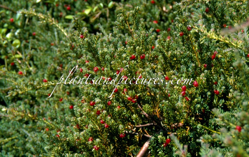 Podocarpus lawrencei