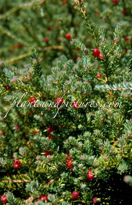 Podocarpus lawrencei