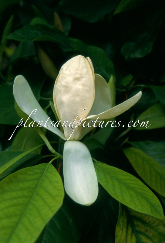 Magnolia thompsoniana