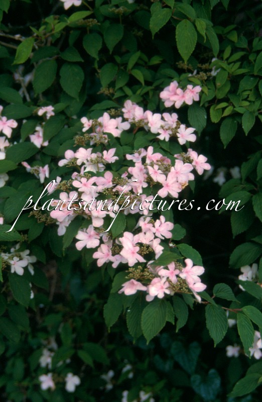 Viburnum plicatum ‘Pink Beauty’