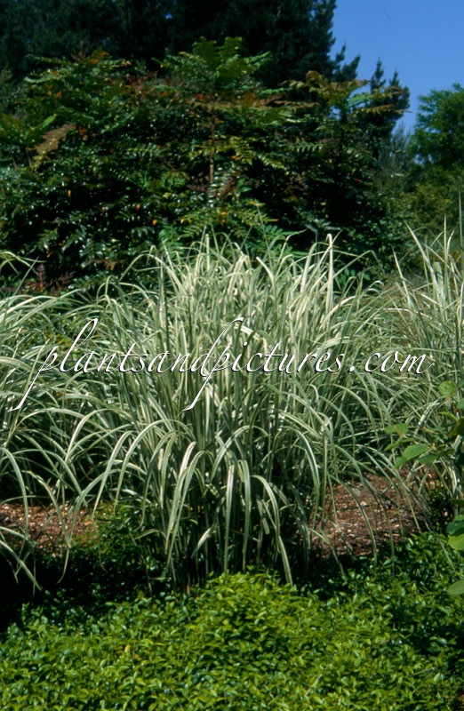Miscanthus sinensis ‘Variegatus’