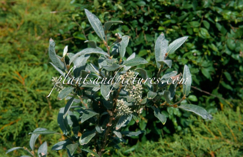 Salix glaucosericea