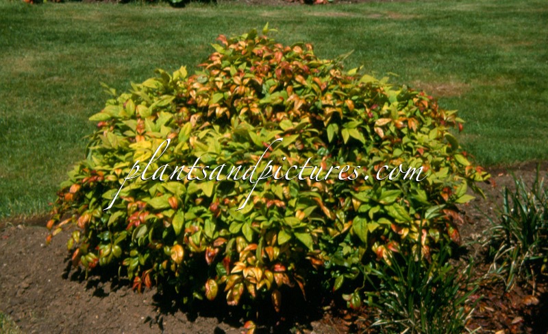 Nandina domestica ‘Wood’s Dwarf’