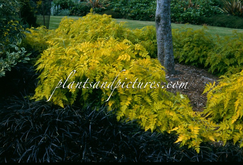 Rubus cockburnianus ‘Wyego’ (GOLDEN VALE)