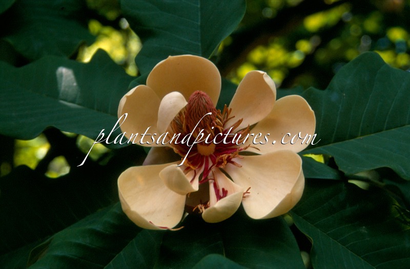 Magnolia hypoleuca