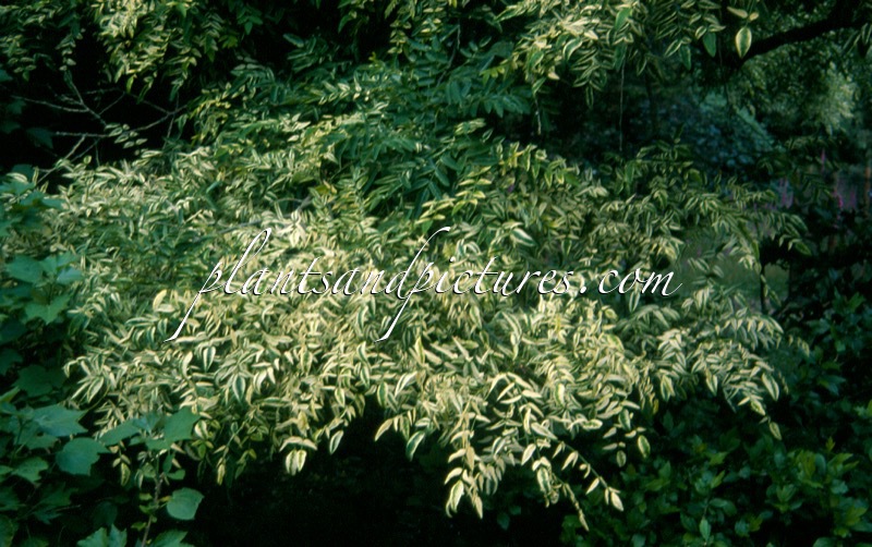 Styphnolobium japonicum ‘Variegata’