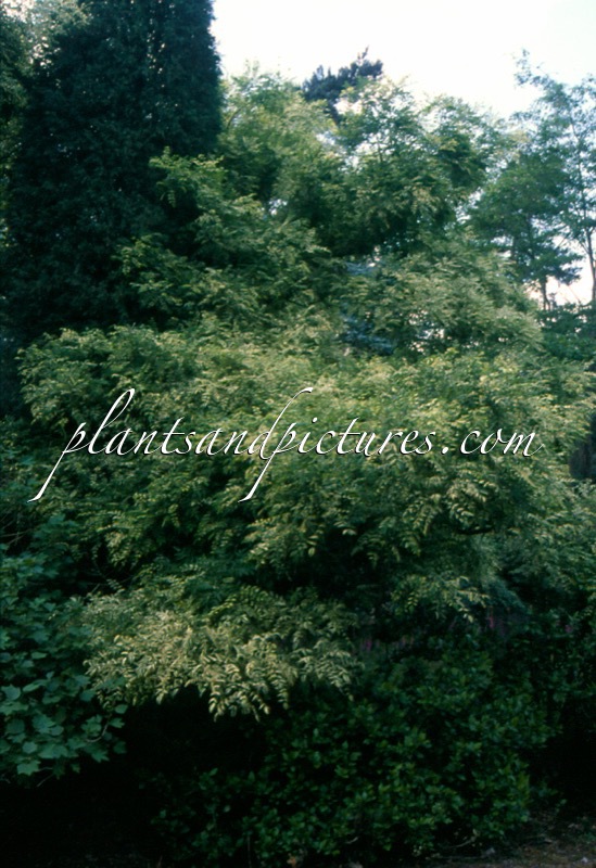 Styphnolobium japonicum ‘Variegata’