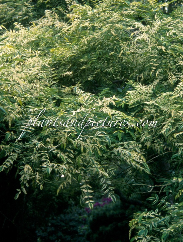 Styphnolobium japonicum ‘Variegata’