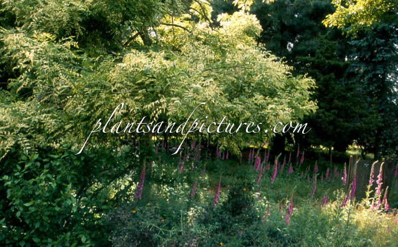 Styphnolobium japonicum ‘Variegata’