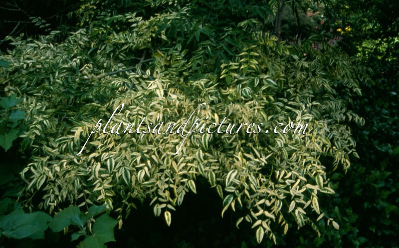 Styphnolobium japonicum ‘Variegata’