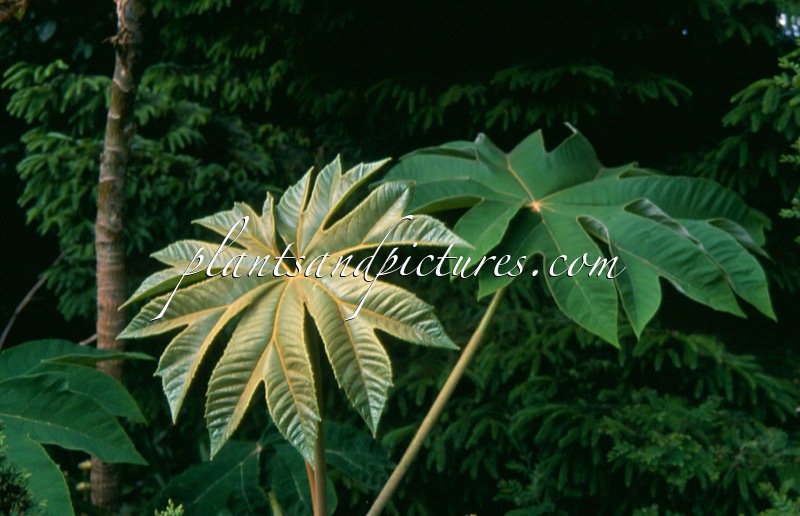 Tetrapanax papyrifer
