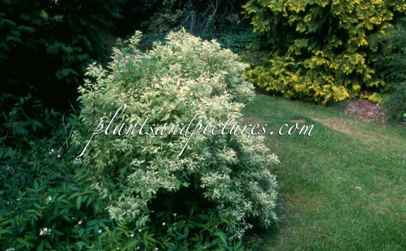 Spiraea vanhouttei ‘Pink Ice’