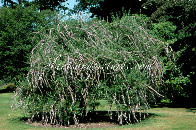 Buddleja alternifolia