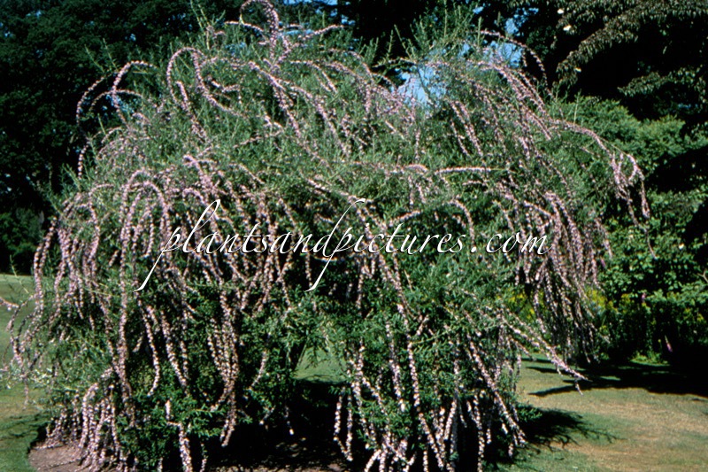 Buddleja alternifolia