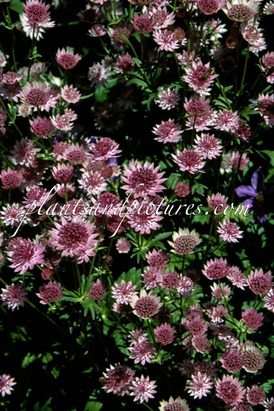 Astrantia major ‘Roma’