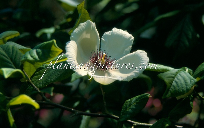 Stewartia malacodendron