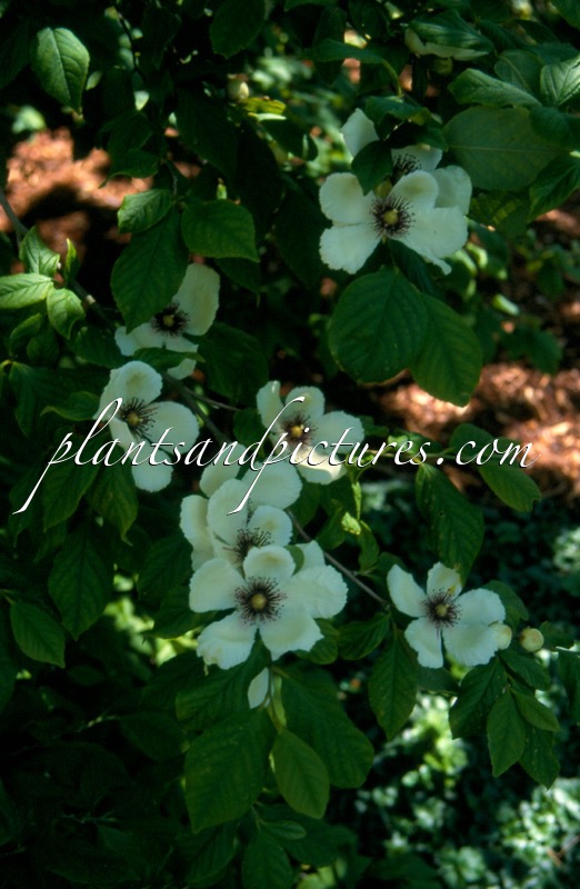 Stewartia malacodendron