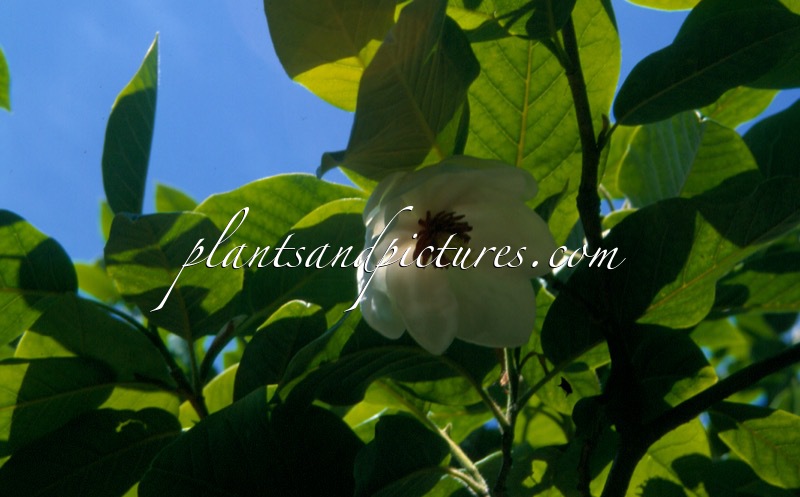 Magnolia wilsonii