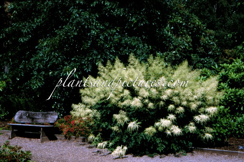 Aruncus dioicus