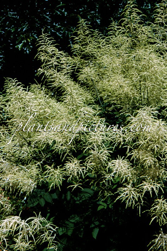 Aruncus dioicus