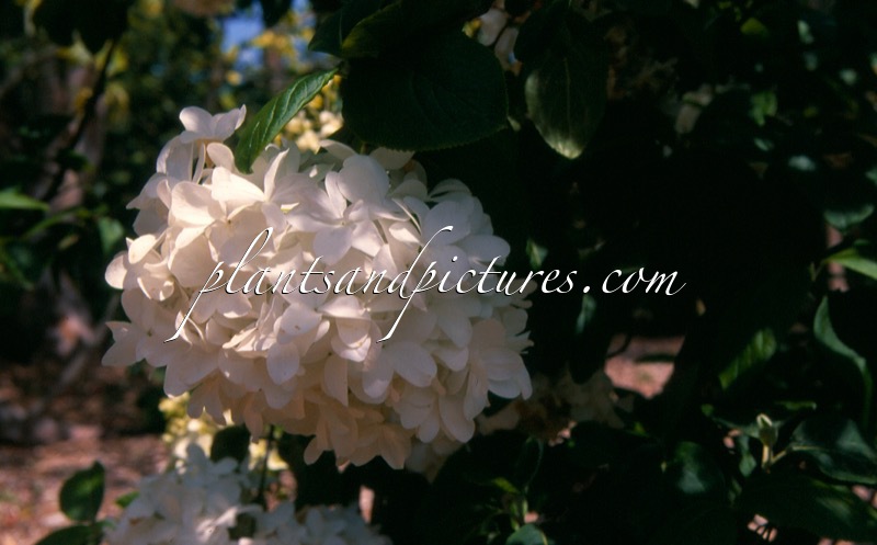 Viburnum macrocephalum
