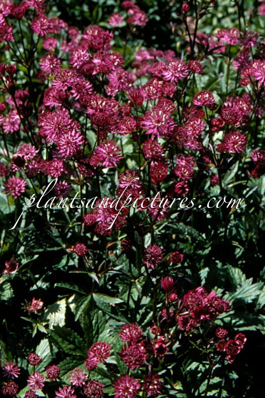 Astrantia major ‘Ruby Wedding’