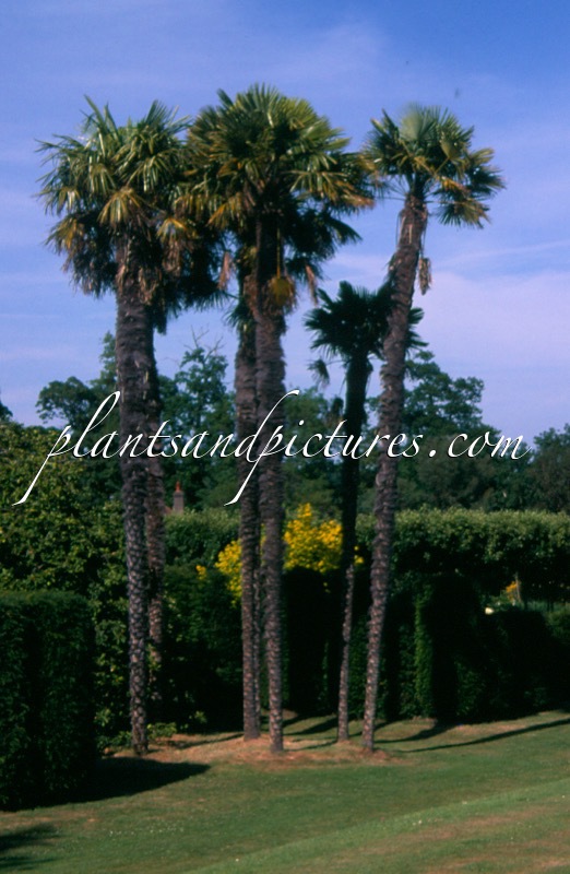 Trachycarpus fortunei