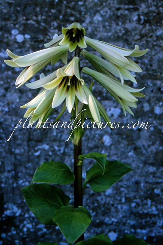 Cardiocrinum giganteum